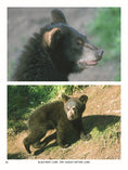Load image into Gallery viewer, Drawing Mammals
