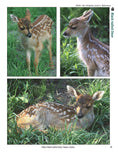 Load image into Gallery viewer, Deer: The Ultimate Artist's Reference
