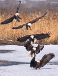 Load image into Gallery viewer, Illustrated Bald Eagle

