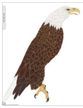 Load image into Gallery viewer, Illustrated Bald Eagle
