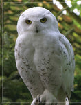 Load image into Gallery viewer, Illustrated Owl: Screech & Snowy
