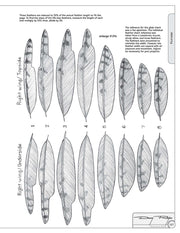 Illustrated Owl: Screech & Snowy