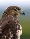 Load image into Gallery viewer, Illustrated Birds of Prey: Red-Tailed Hawk, American Kestral, & Peregrine Falcon
