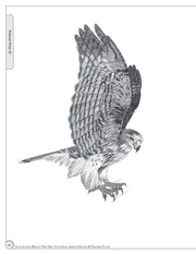 Illustrated Birds of Prey: Red-Tailed Hawk, American Kestral, & Peregrine Falcon