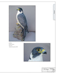 Load image into Gallery viewer, Illustrated Birds of Prey: Red-Tailed Hawk, American Kestral, & Peregrine Falcon
