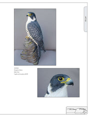 Illustrated Birds of Prey: Red-Tailed Hawk, American Kestral, & Peregrine Falcon