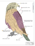Load image into Gallery viewer, Illustrated Birds of Prey: Red-Tailed Hawk, American Kestral, & Peregrine Falcon
