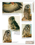 Load image into Gallery viewer, Illustrated Owl: Barn, Barred & Great Horned

