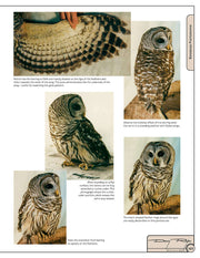 Illustrated Owl: Barn, Barred & Great Horned