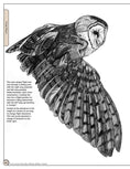 Load image into Gallery viewer, Illustrated Owl: Barn, Barred & Great Horned

