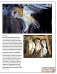 Load image into Gallery viewer, Illustrated Owl: Barn, Barred & Great Horned
