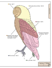 Illustrated Owl: Barn, Barred & Great Horned