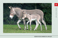 Load image into Gallery viewer, Know Your Donkeys & Mules
