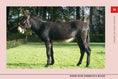 Load image into Gallery viewer, Know Your Donkeys & Mules
