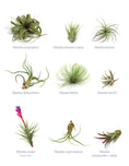 Load image into Gallery viewer, Creative Terrariums
