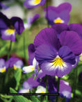 Load image into Gallery viewer, Annuals, Perennials, and Bulbs
