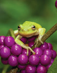 Load image into Gallery viewer, National Wildlife Federation®: Attracting Birds, Butterflies, and Other Backyard Wildlife, Expanded Second Edition
