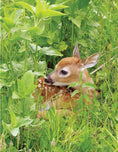 Load image into Gallery viewer, National Wildlife Federation®: Attracting Birds, Butterflies, and Other Backyard Wildlife, Expanded Second Edition
