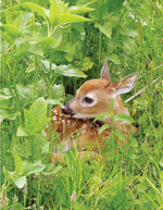 National Wildlife Federation®: Attracting Birds, Butterflies, and Other Backyard Wildlife, Expanded Second Edition