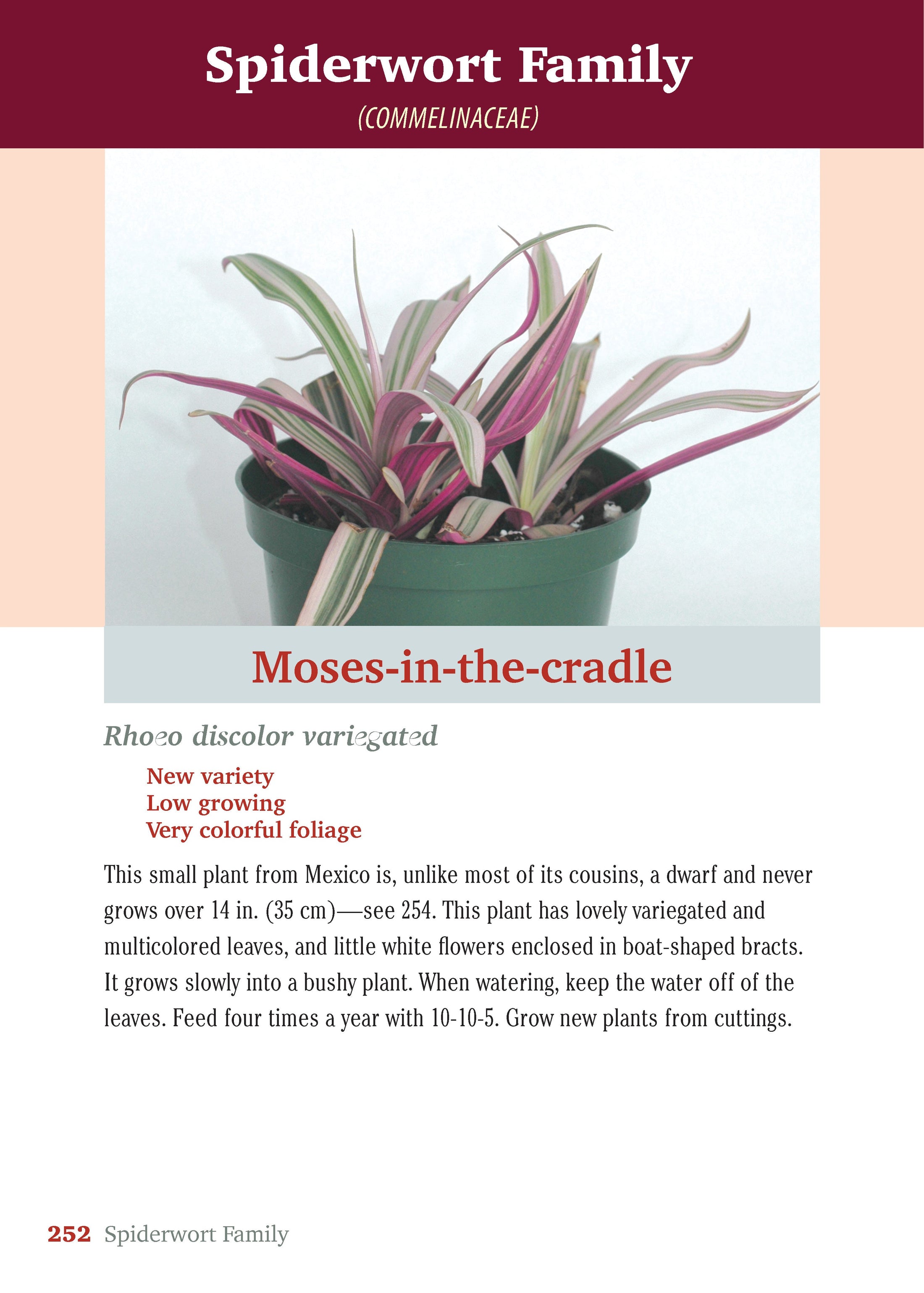 Pocket Guide to Houseplants