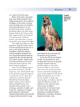 Load image into Gallery viewer, English Cocker Spaniel
