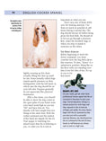 Load image into Gallery viewer, English Cocker Spaniel
