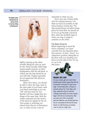 English Cocker Spaniel