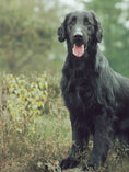 Load image into Gallery viewer, Flat-Coated Retriever
