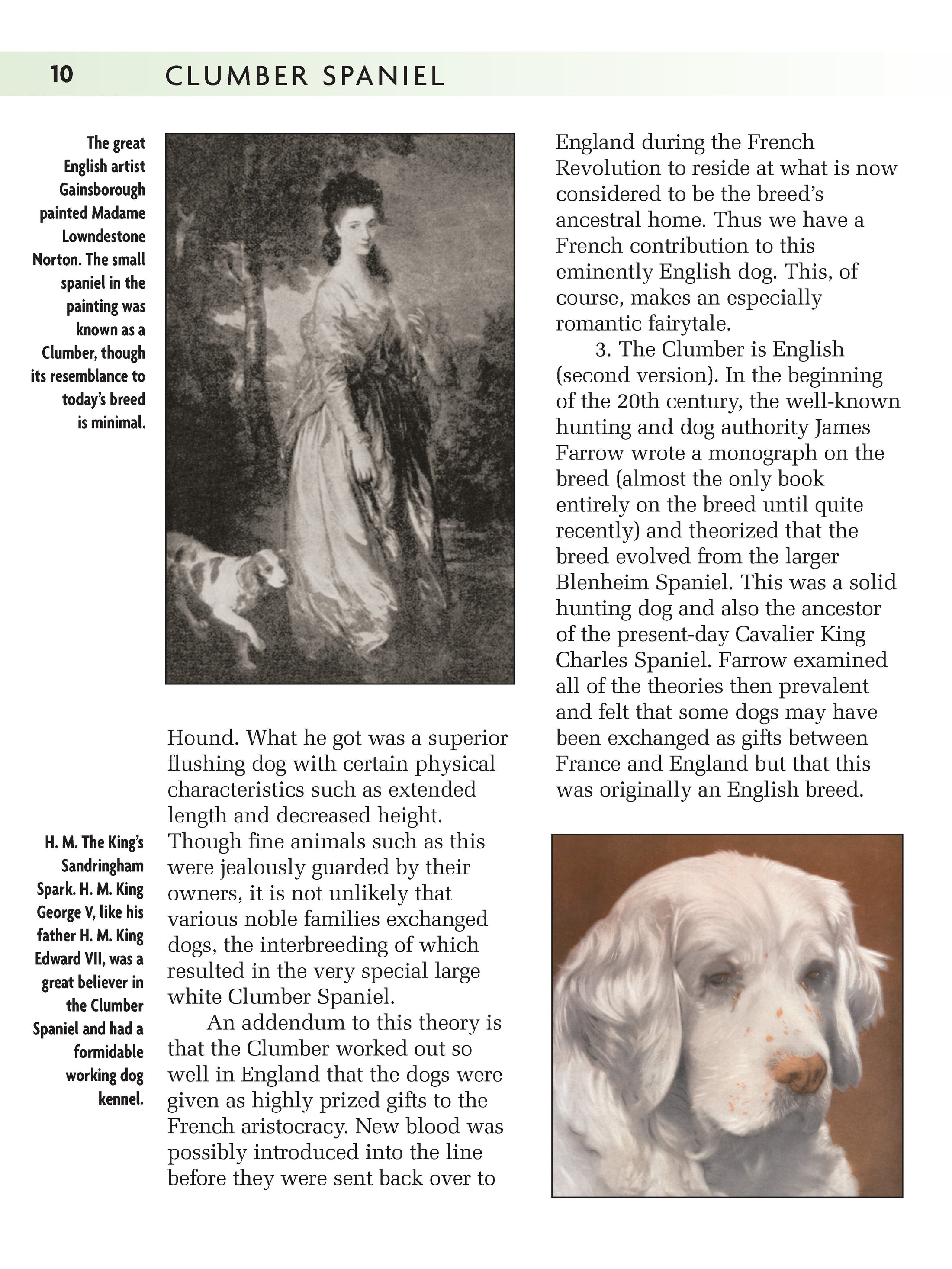 Clumber Spaniel