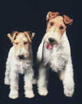 Load image into Gallery viewer, Fox Terrier
