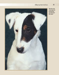 Load image into Gallery viewer, Fox Terrier
