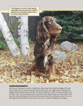 Load image into Gallery viewer, Field Spaniel
