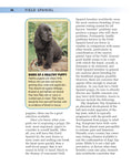 Load image into Gallery viewer, Field Spaniel
