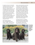 Load image into Gallery viewer, Irish Water Spaniel
