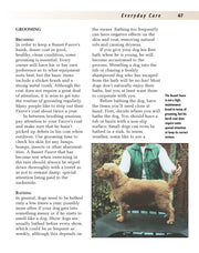 Basset Fauve De Bretagne