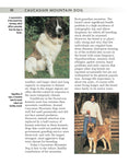 Load image into Gallery viewer, Caucasian Mountain Dog
