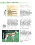 Load image into Gallery viewer, English Foxhound
