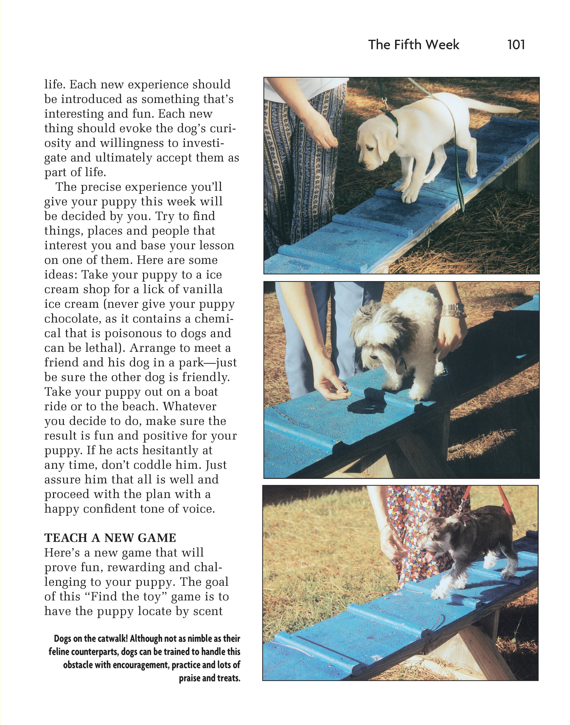 Puppy Training