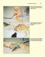 Puppy Training