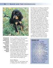 Black and Tan Coonhound