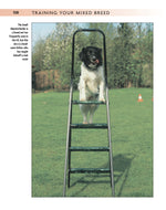 Training Your Mixed Breed