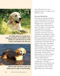 Load image into Gallery viewer, Retriever Madness
