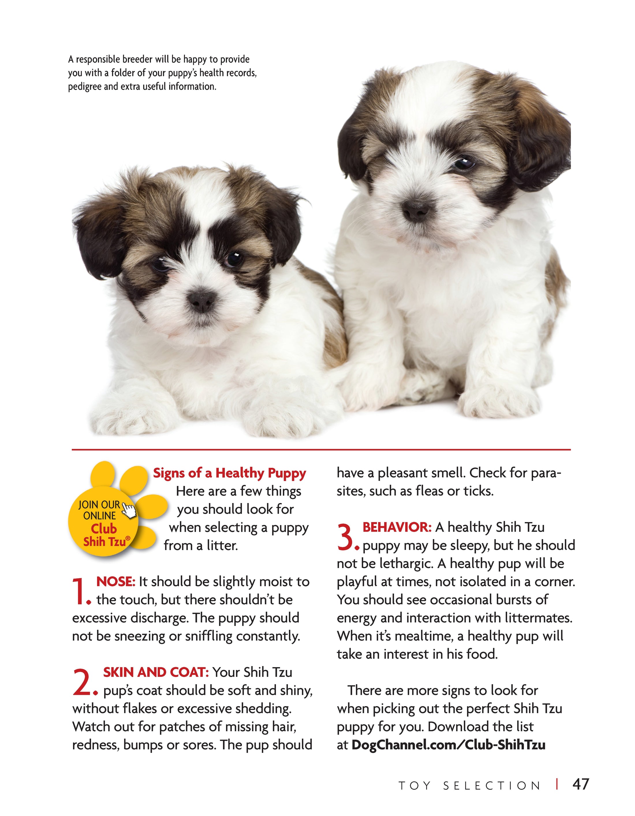 Shih Tzu