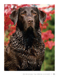 Load image into Gallery viewer, Labrador Retriever
