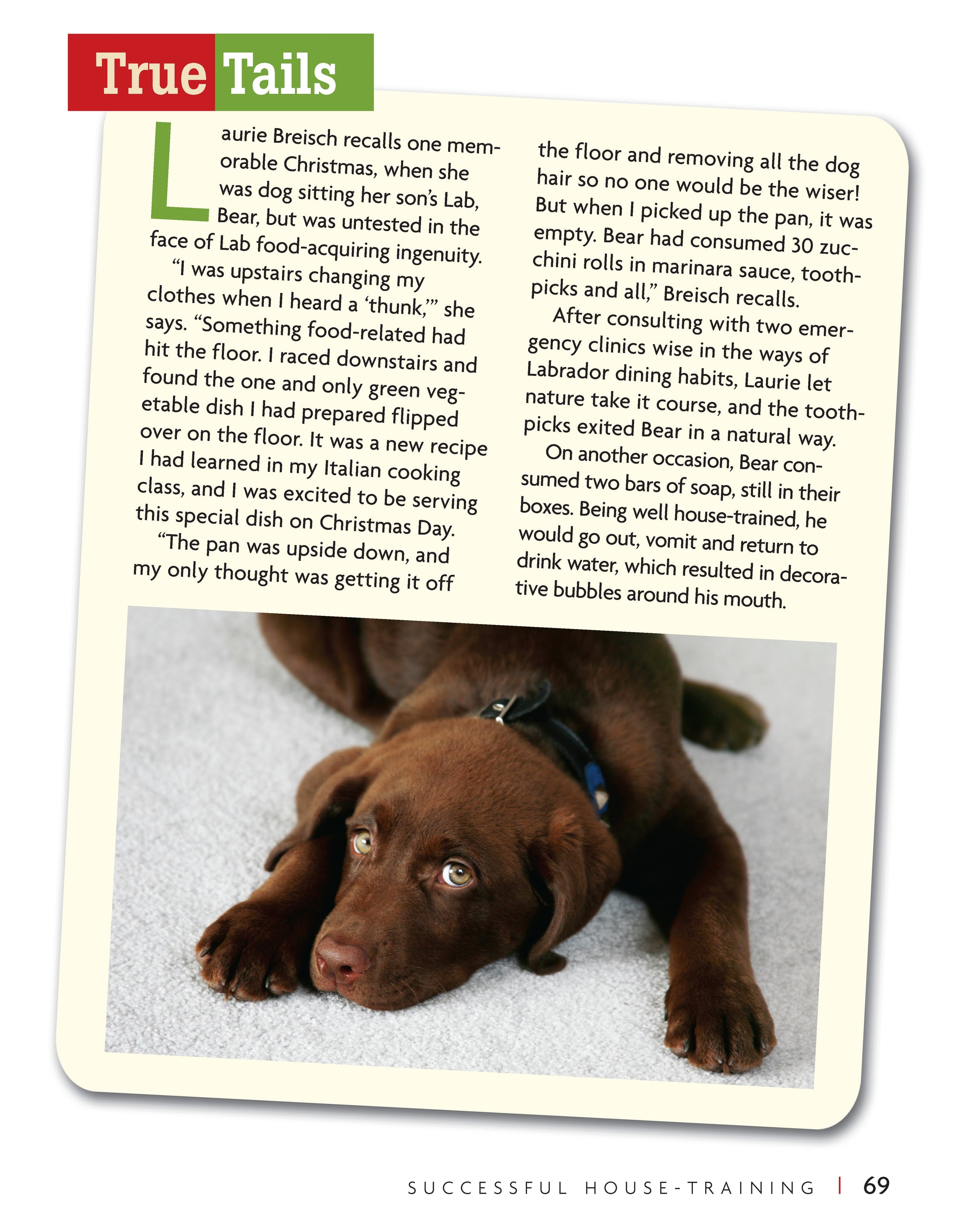 Labrador Retriever