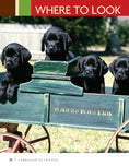 Load image into Gallery viewer, Labrador Retriever
