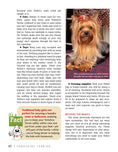 Load image into Gallery viewer, Yorkshire Terrier
