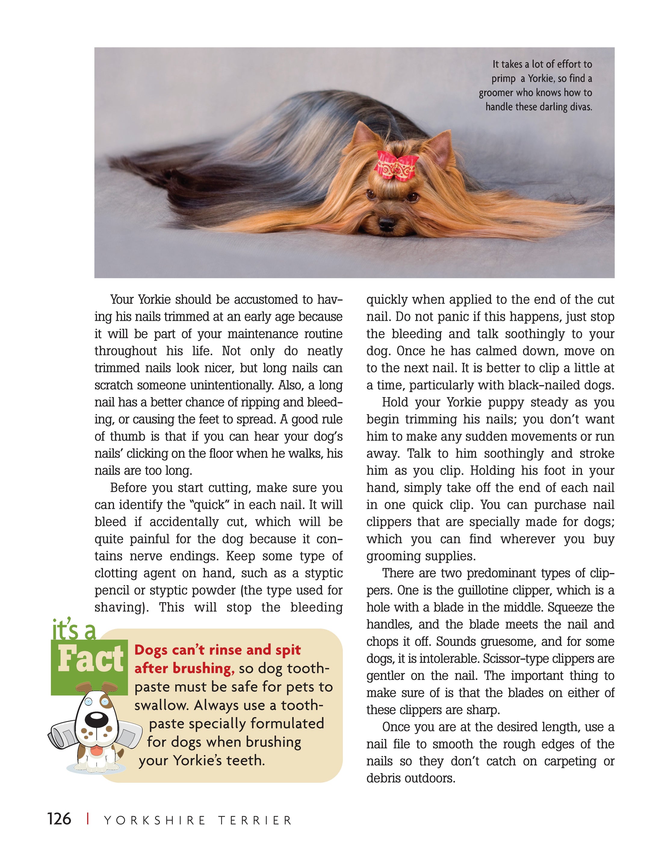 Yorkshire Terrier