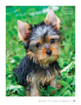 Load image into Gallery viewer, Yorkshire Terrier
