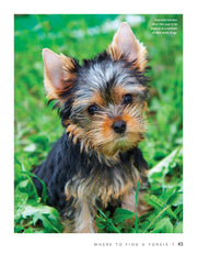 Yorkshire Terrier